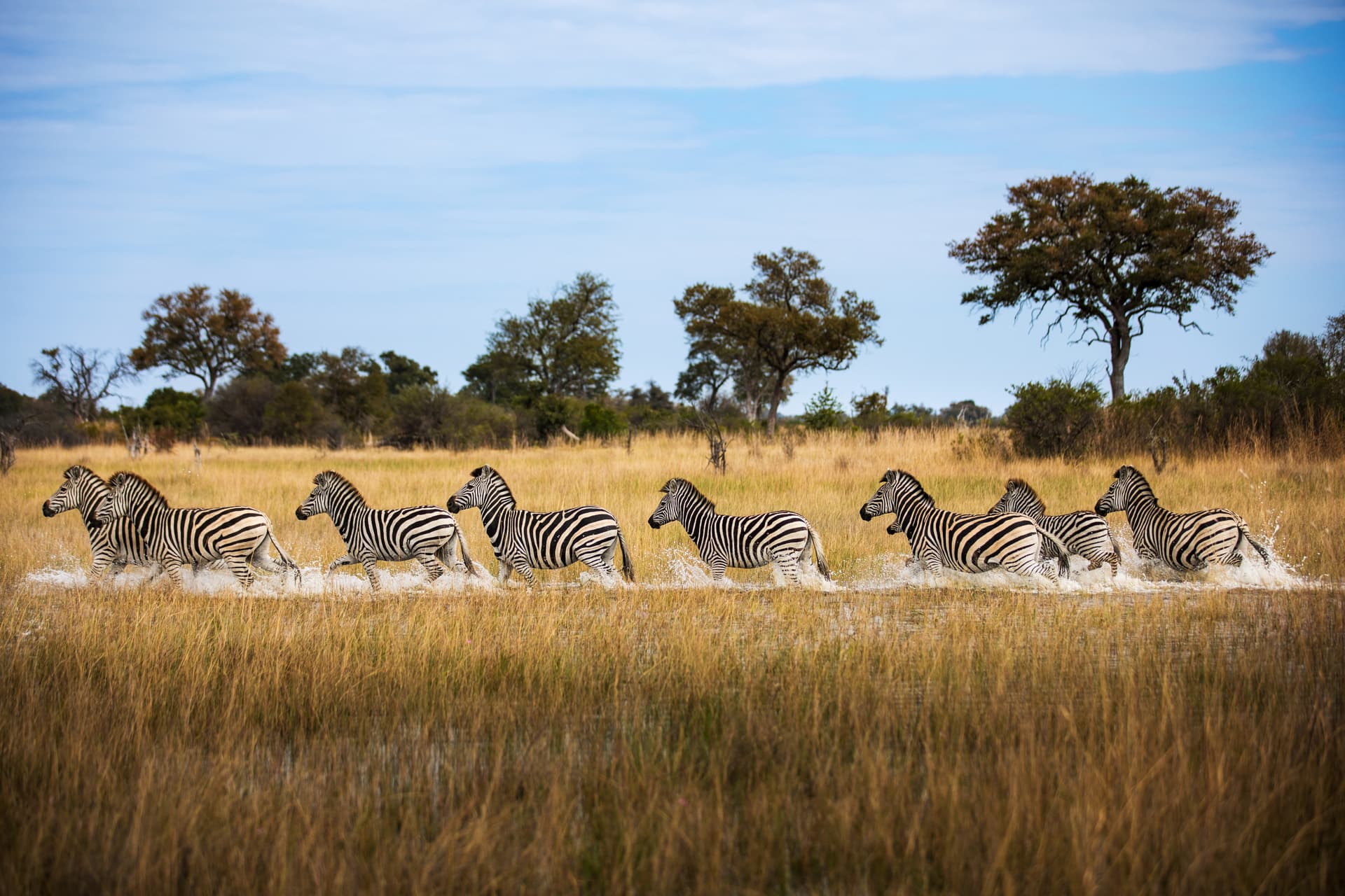 Safari elephants in their natural habitat