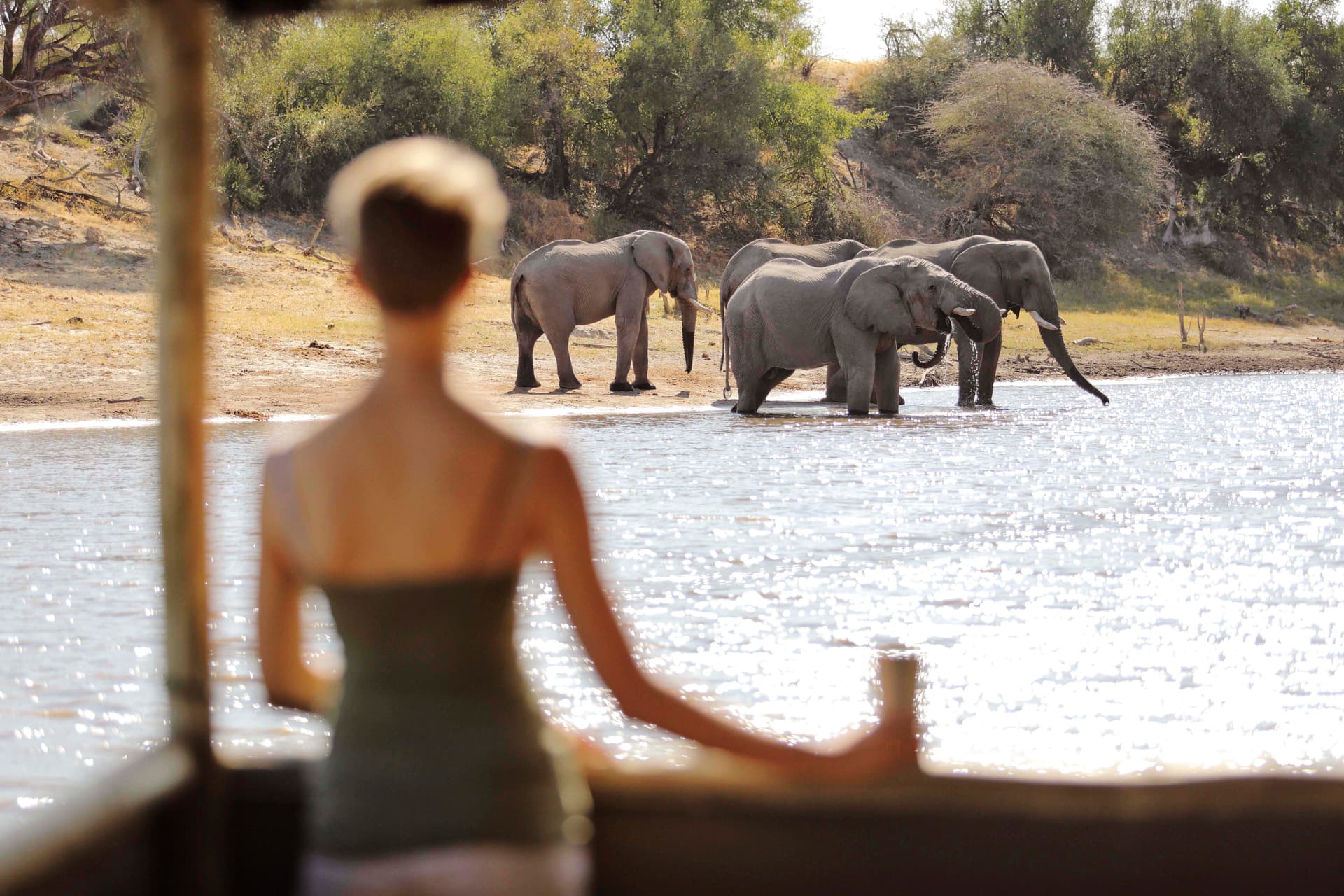 Watching elephants in water