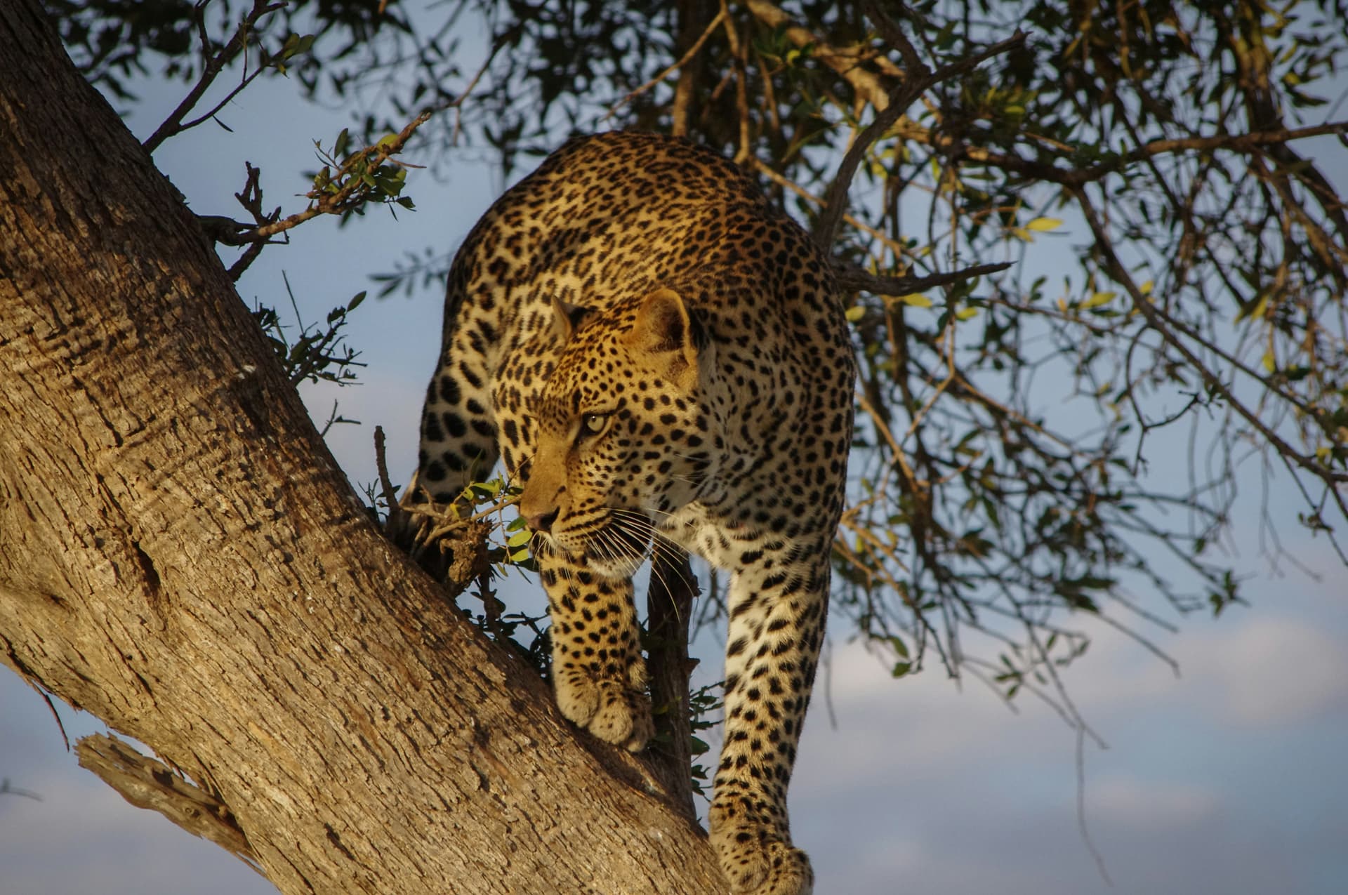 Wildlife